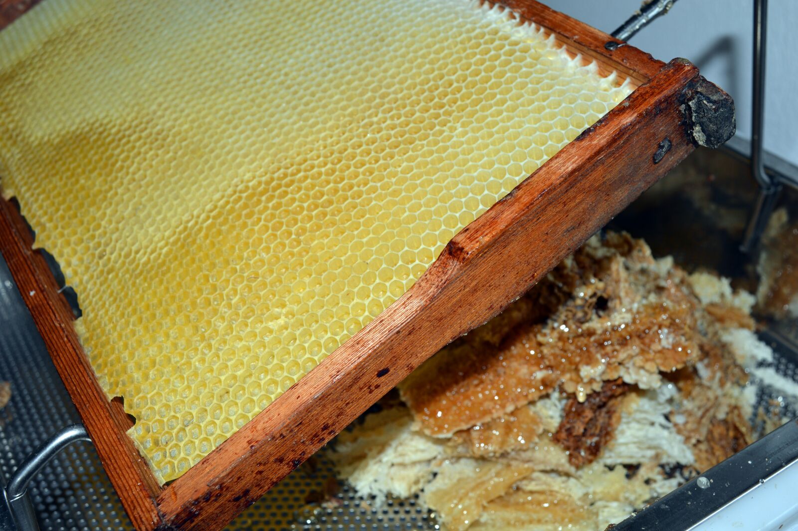 Nikon D3200 sample photo. Honeycomb, virgin wax, rape photography