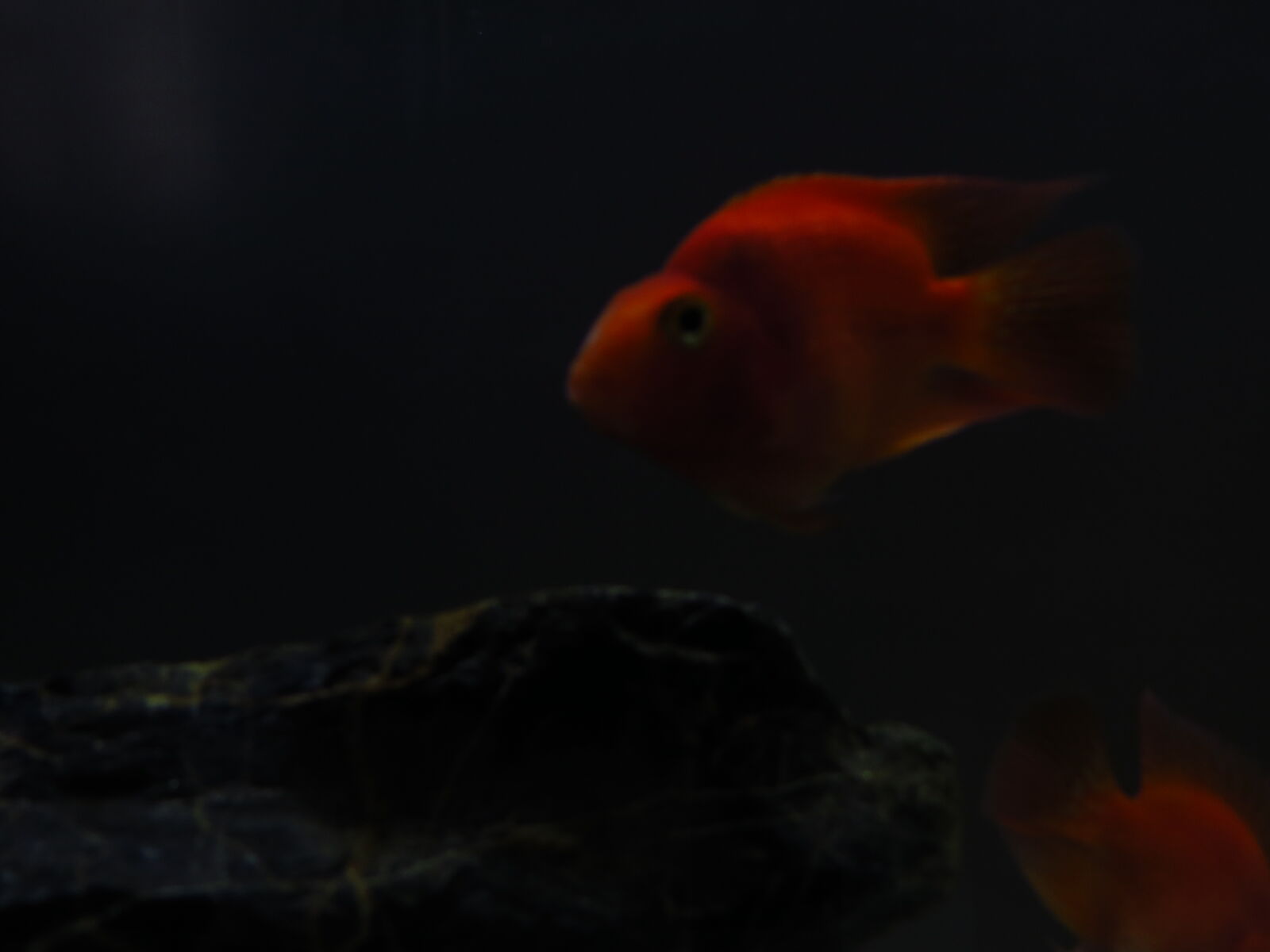 Canon PowerShot SX40 HS sample photo. Fish photography