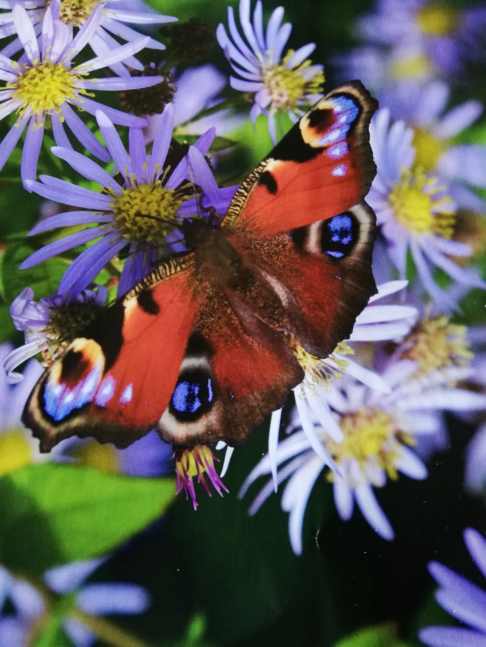 HUAWEI RNE-L21 sample photo. Autumn, aster, butterfly photography