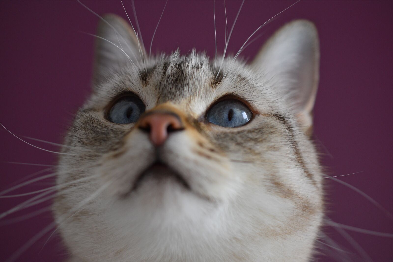 Nikon D5600 sample photo. Cat, look, eyes photography