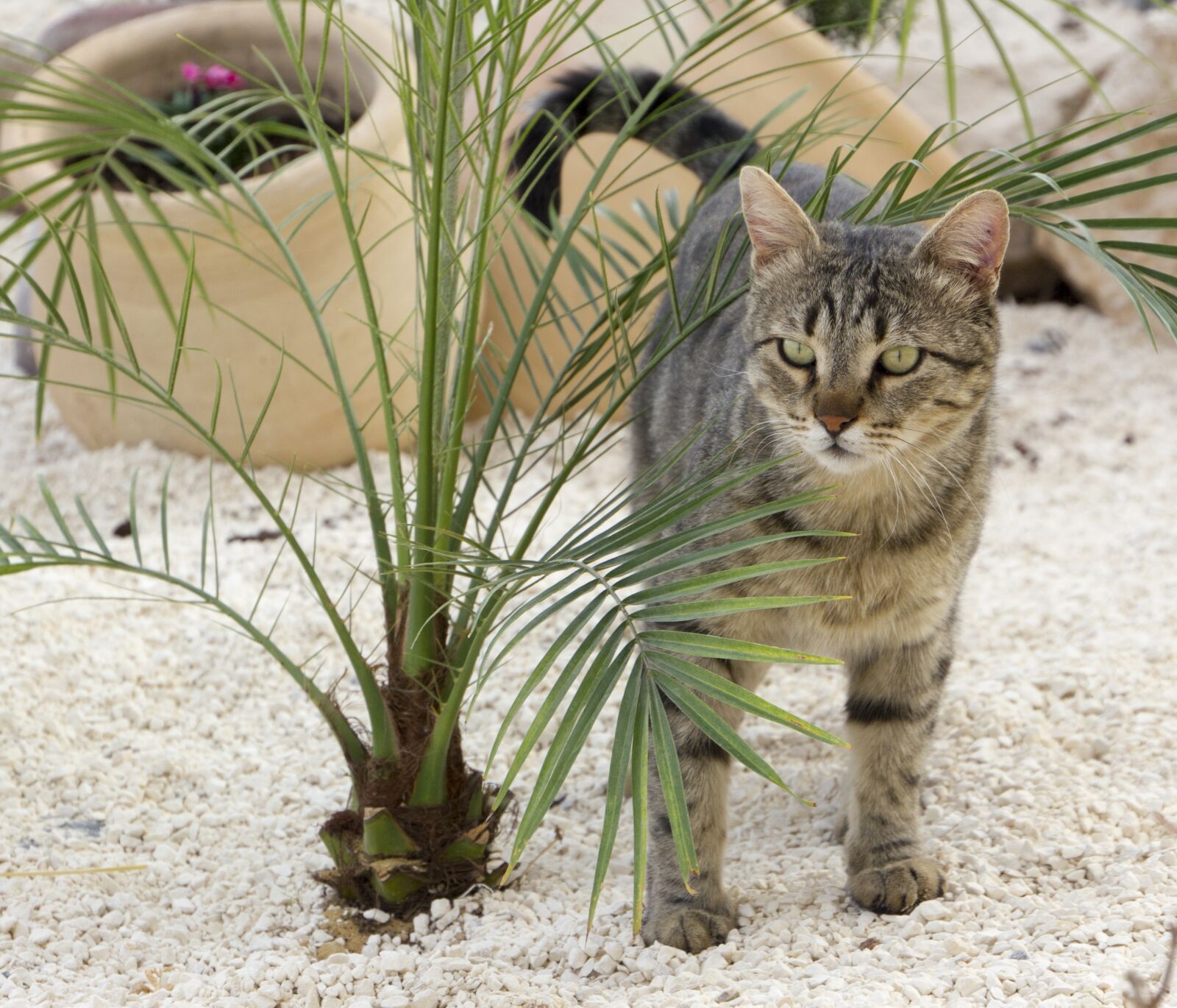 Canon EOS 550D (EOS Rebel T2i / EOS Kiss X4) sample photo. Cat, pet, animal photography