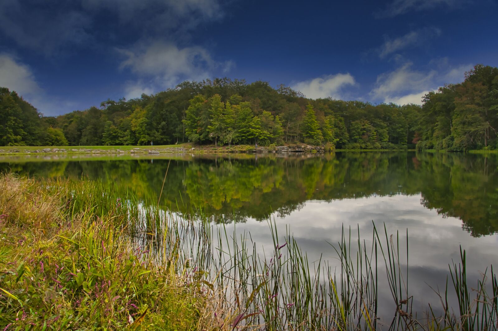 Nikon D90 sample photo. Nature, lake, grass photography
