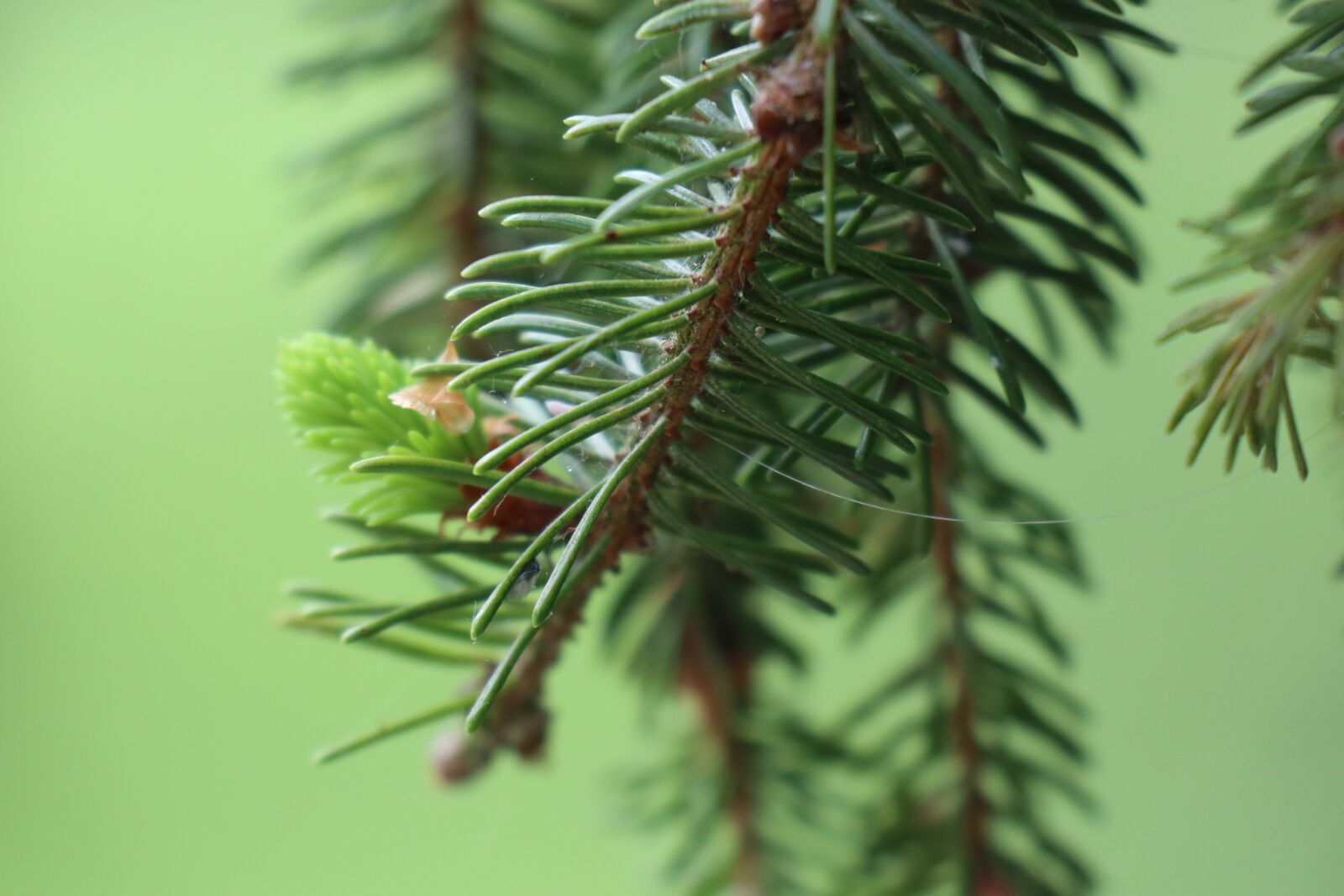 Canon EOS M6 sample photo. Spring, nature, green photography