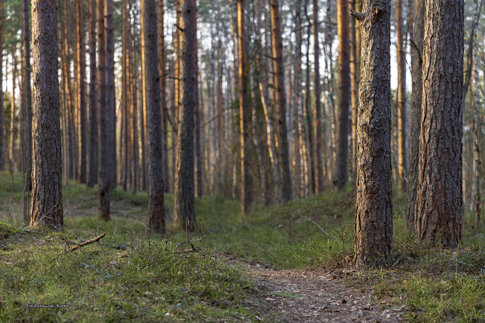 Canon EF 24-70mm F2.8L II USM sample photo. Forest, stroll, spring photography