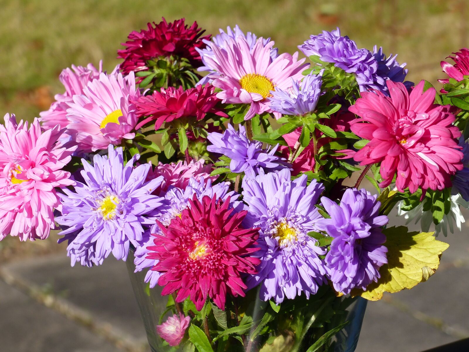 Panasonic Lumix DMC-FZ200 sample photo. Flowers, aster, colors photography