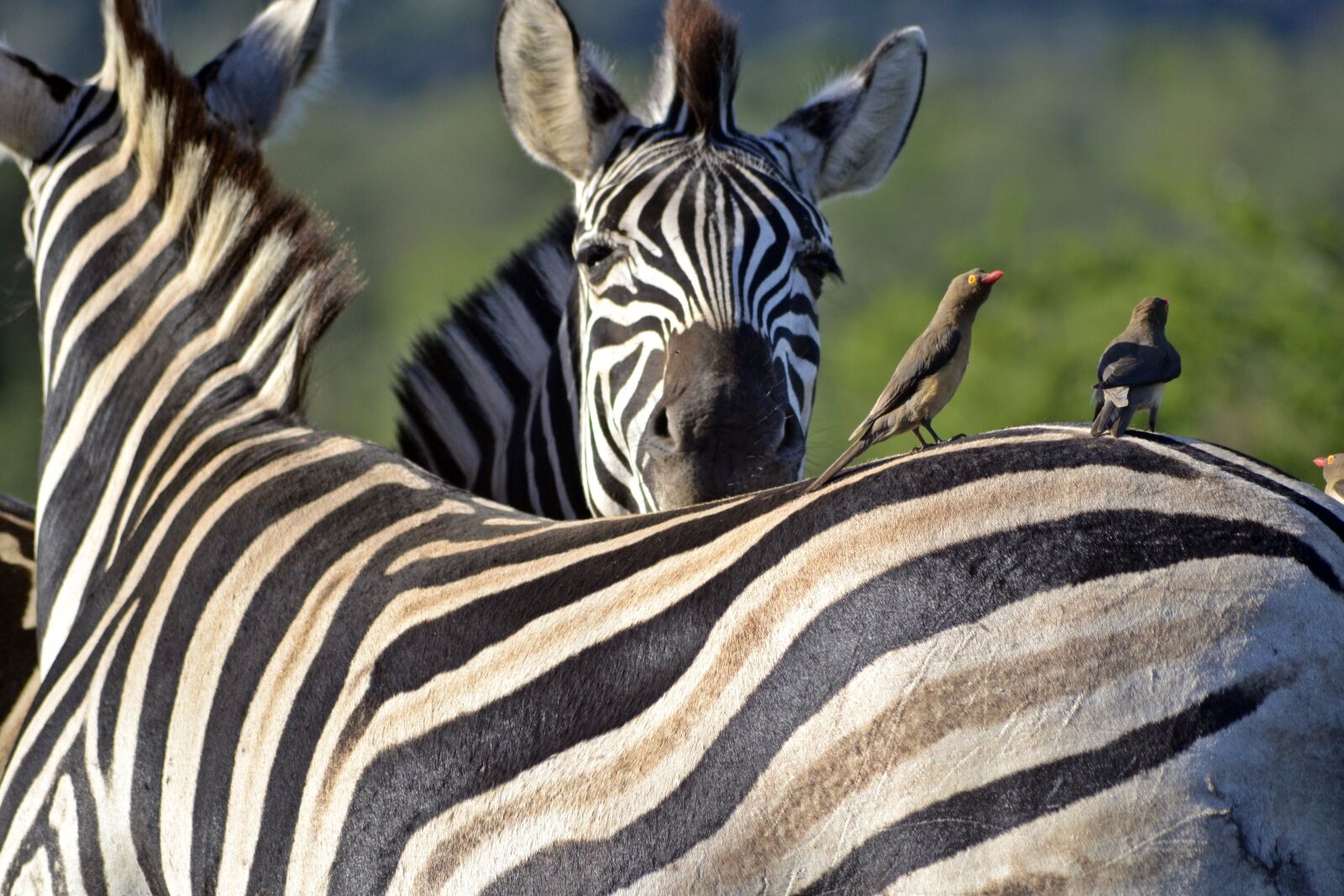 Nikon D3100 sample photo. Zebra, umfolozi game reserve photography