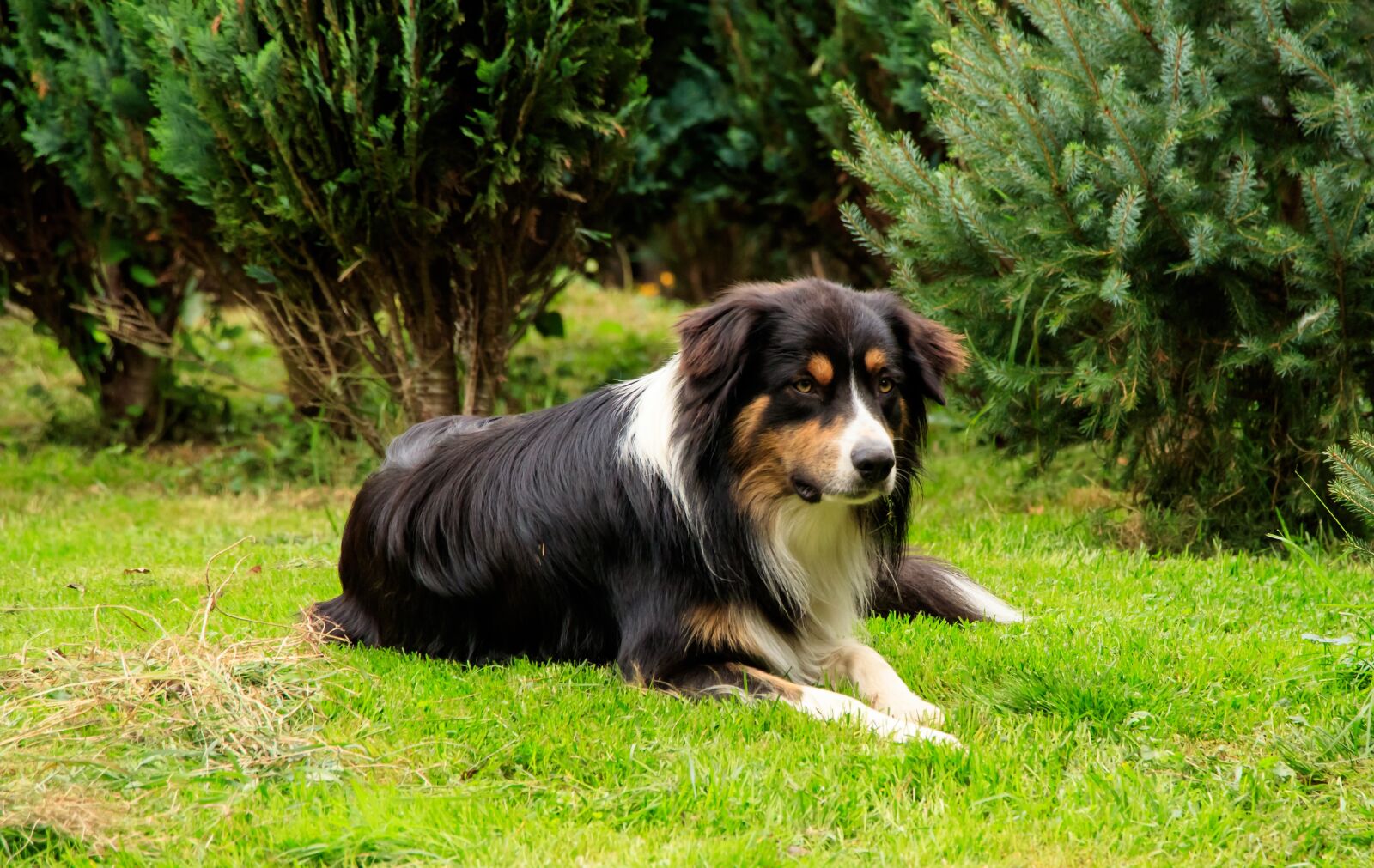 Canon EOS 80D sample photo. Dog, herding dog, aussi photography