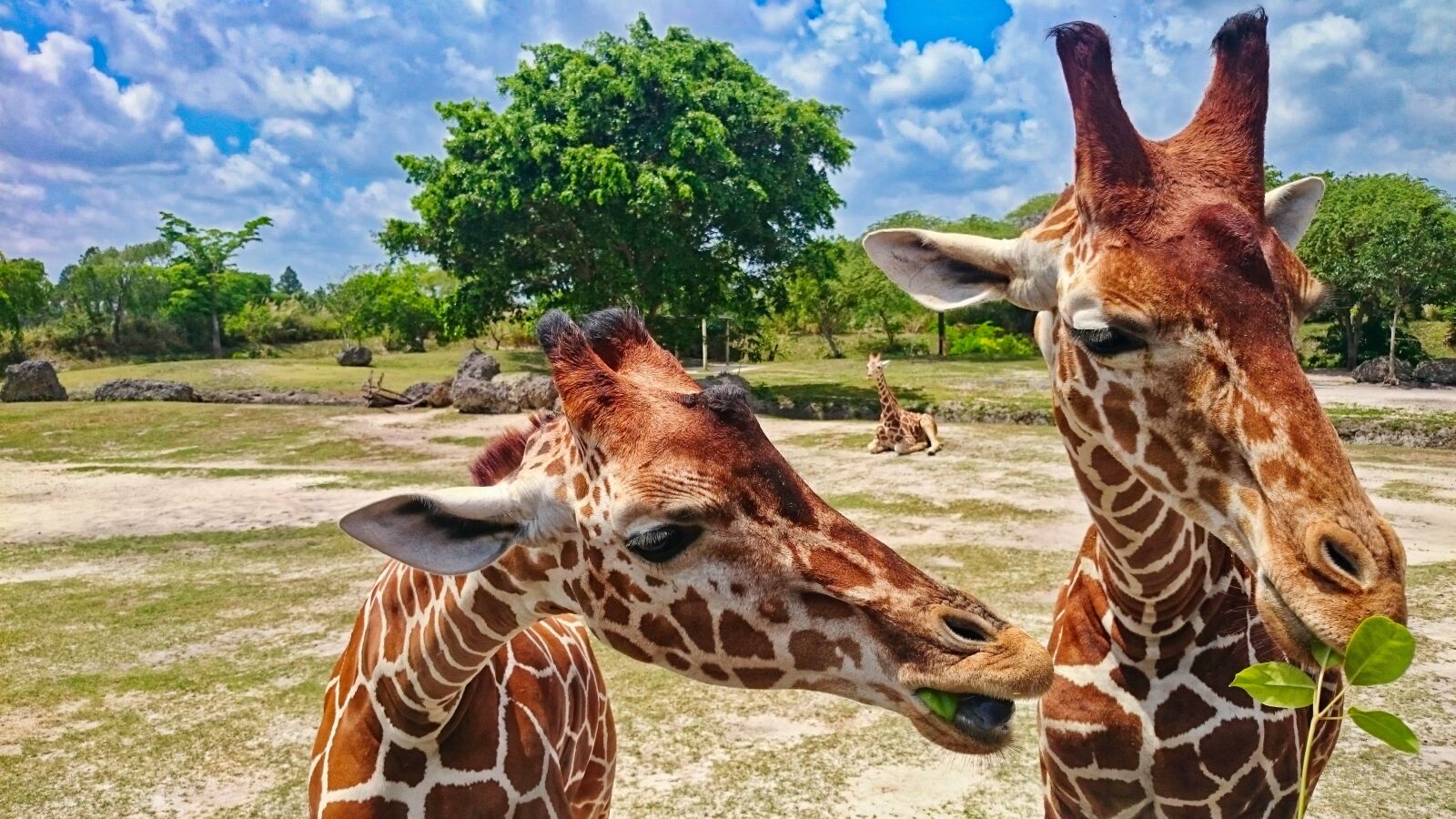 Sony Xperia Z2 sample photo. Zoo, giraffe, animal photography