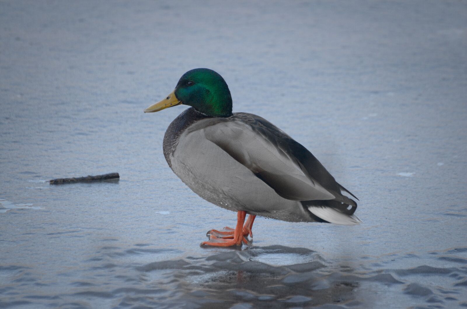 Nikon D70 sample photo. Duck, mallard, drake photography