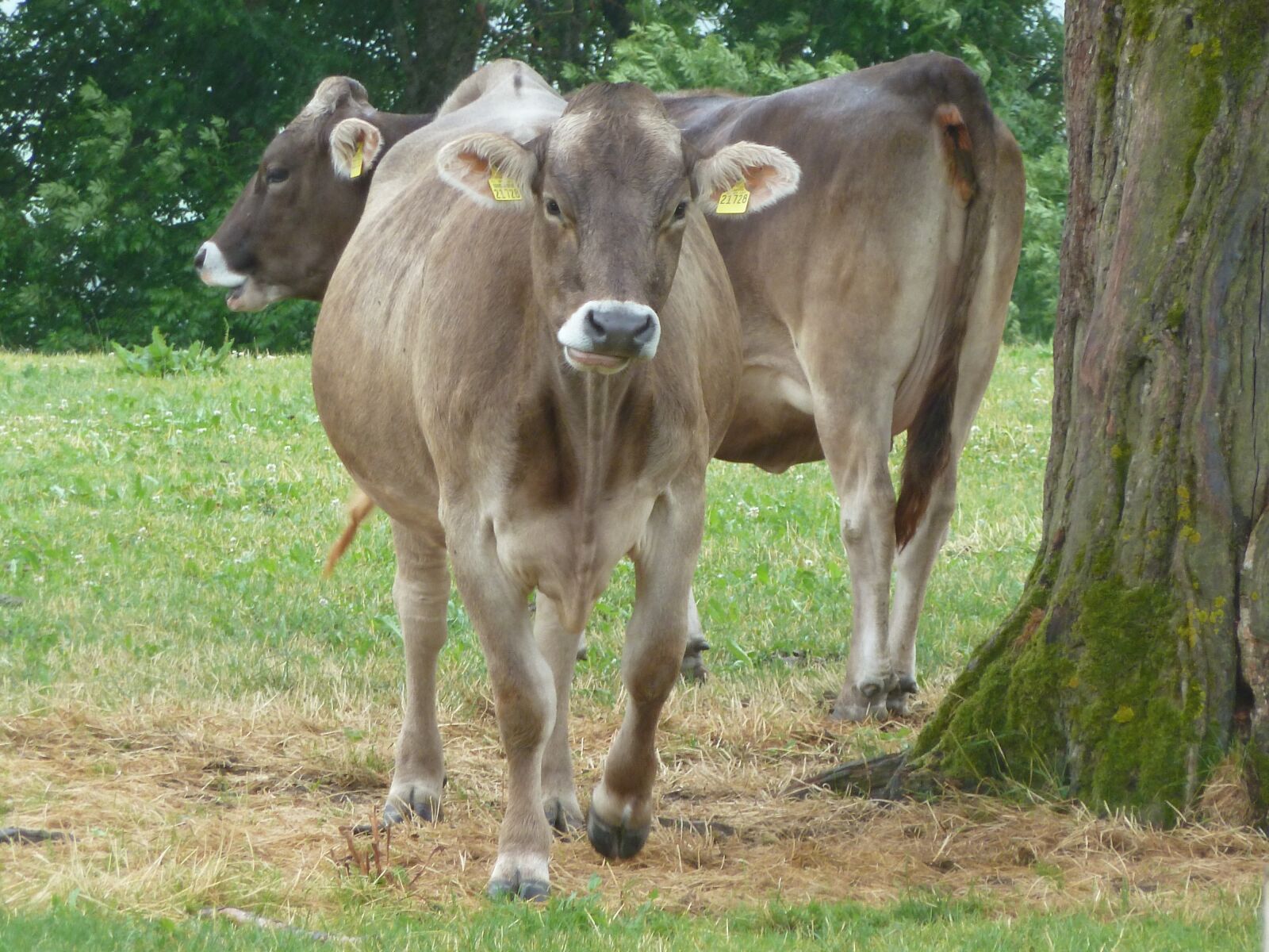 Panasonic Lumix DMC-ZS7 (Lumix DMC-TZ10) sample photo. Bavaria, cattle, cow photography