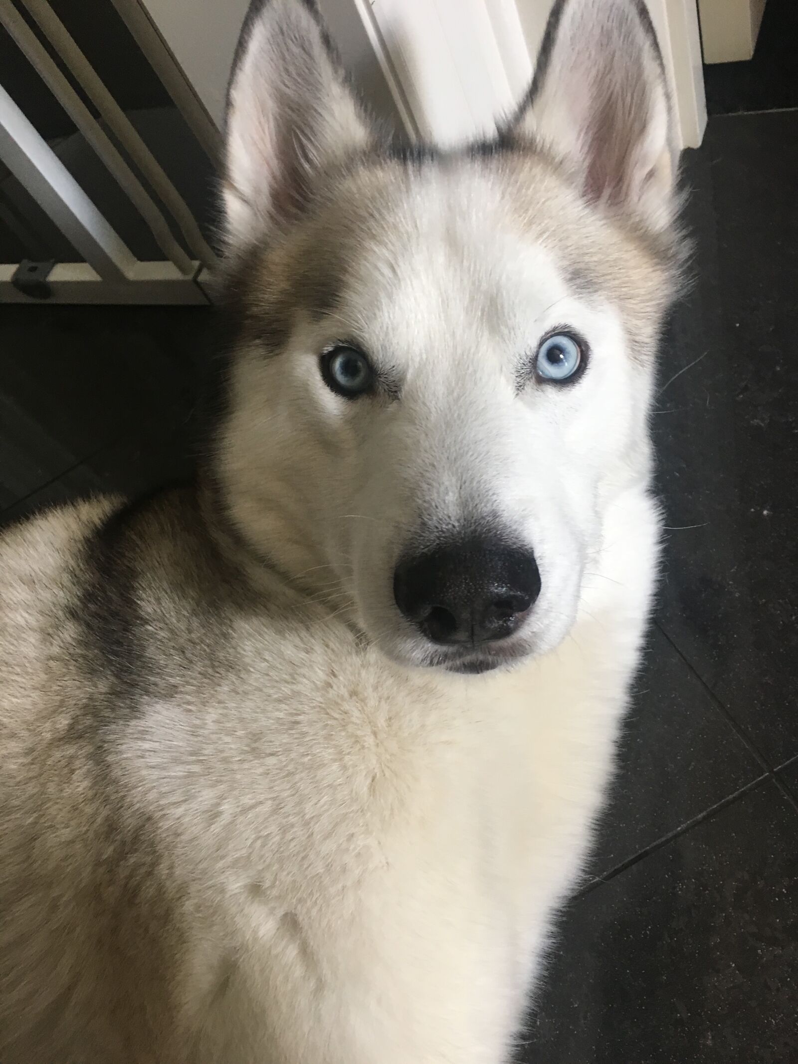 Apple iPhone 6s sample photo. Dog, husky, wolf photography