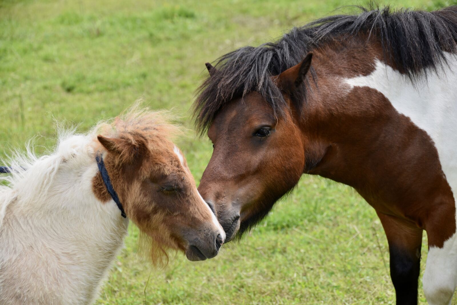 Nikon D5600 sample photo. Shetland ponies, small horses photography