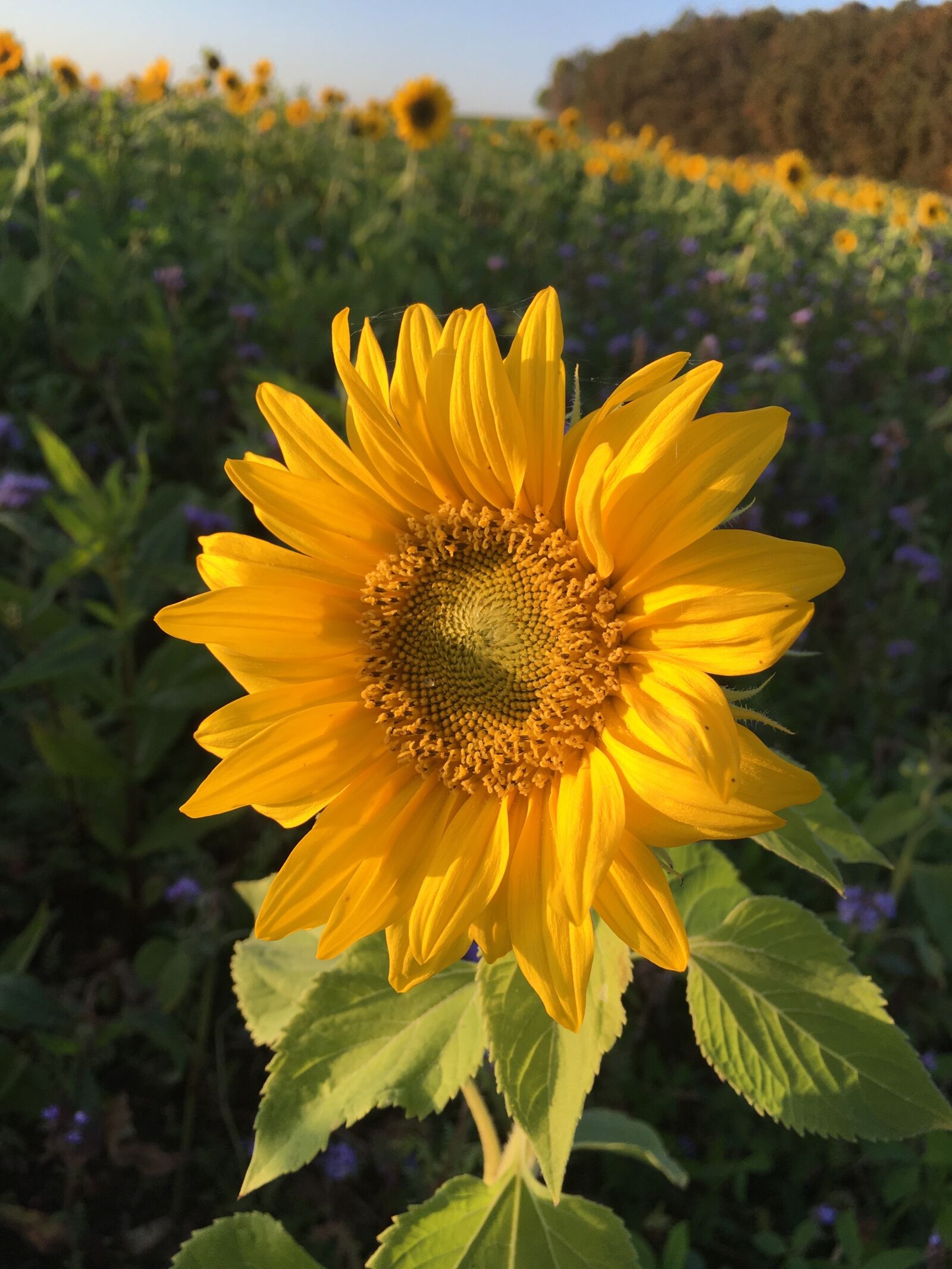Apple iPhone 6s sample photo. Sunflower, blossom, bloom photography
