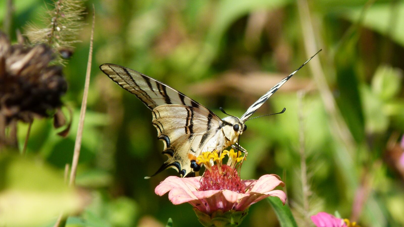 Panasonic Lumix DMC-FZ100 sample photo. Butterfly, flower, nature photography