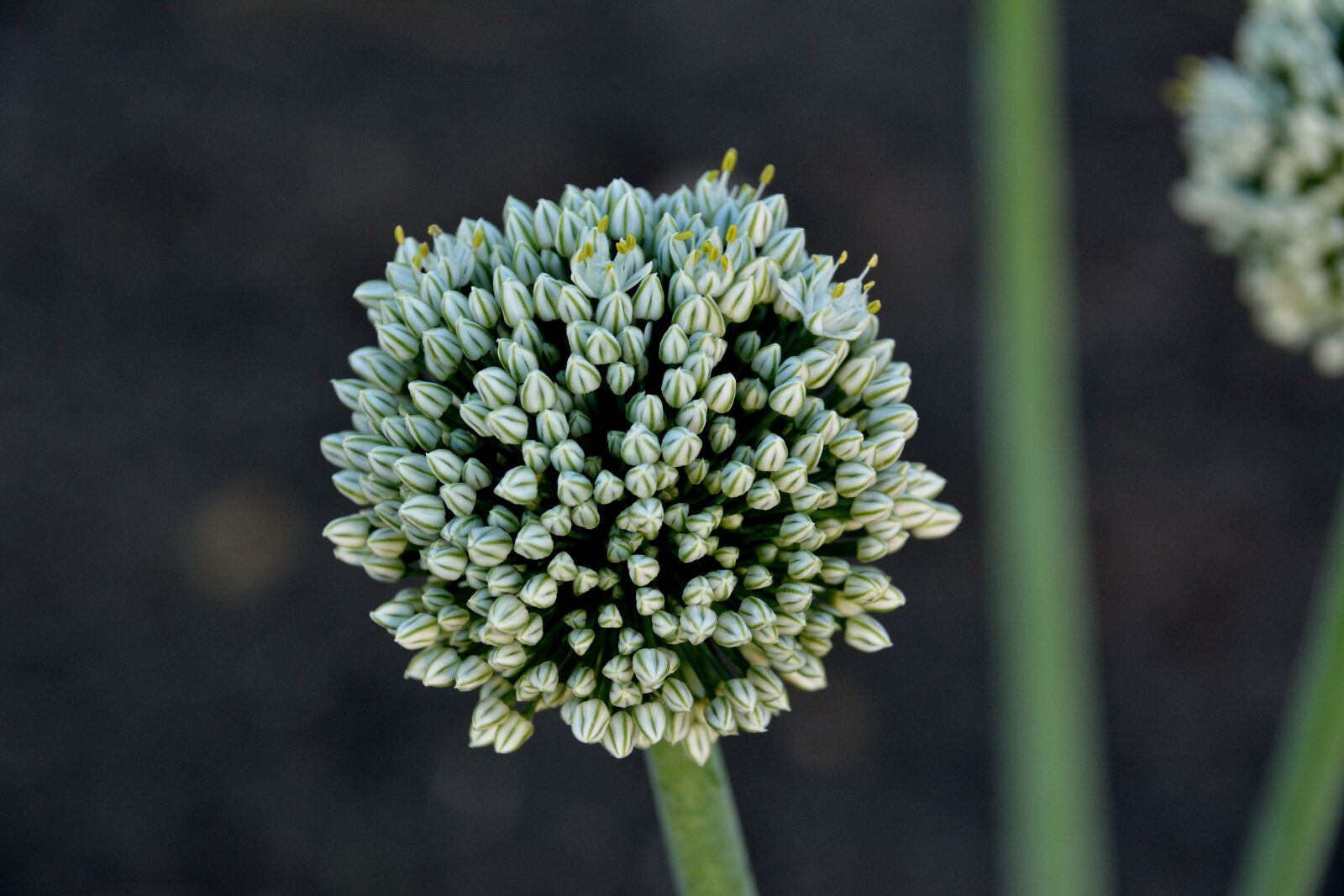 Nikon D5200 sample photo. Plant, onion, flower photography