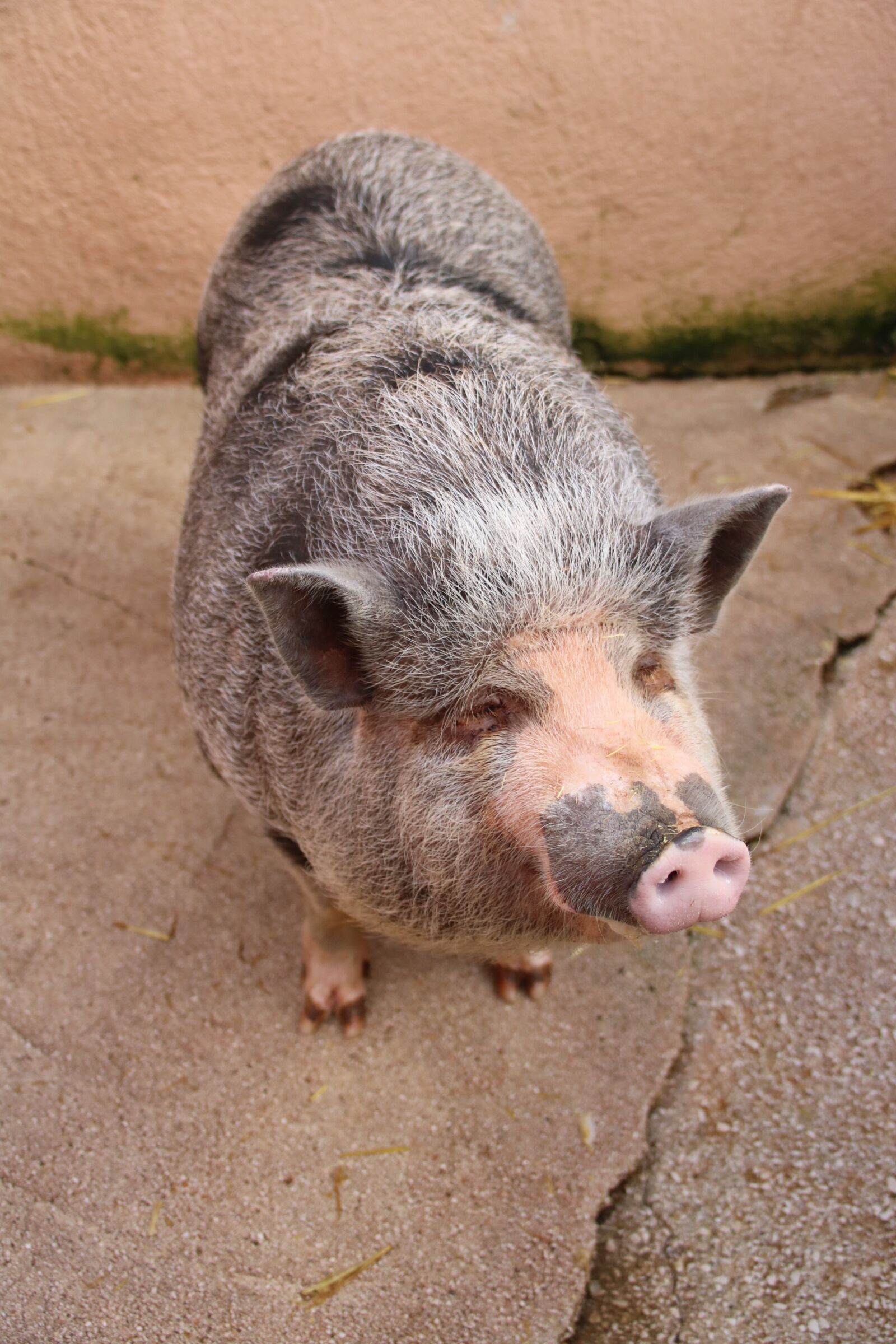 Canon EOS 760D (EOS Rebel T6s / EOS 8000D) sample photo. Pig, farm, animal photography