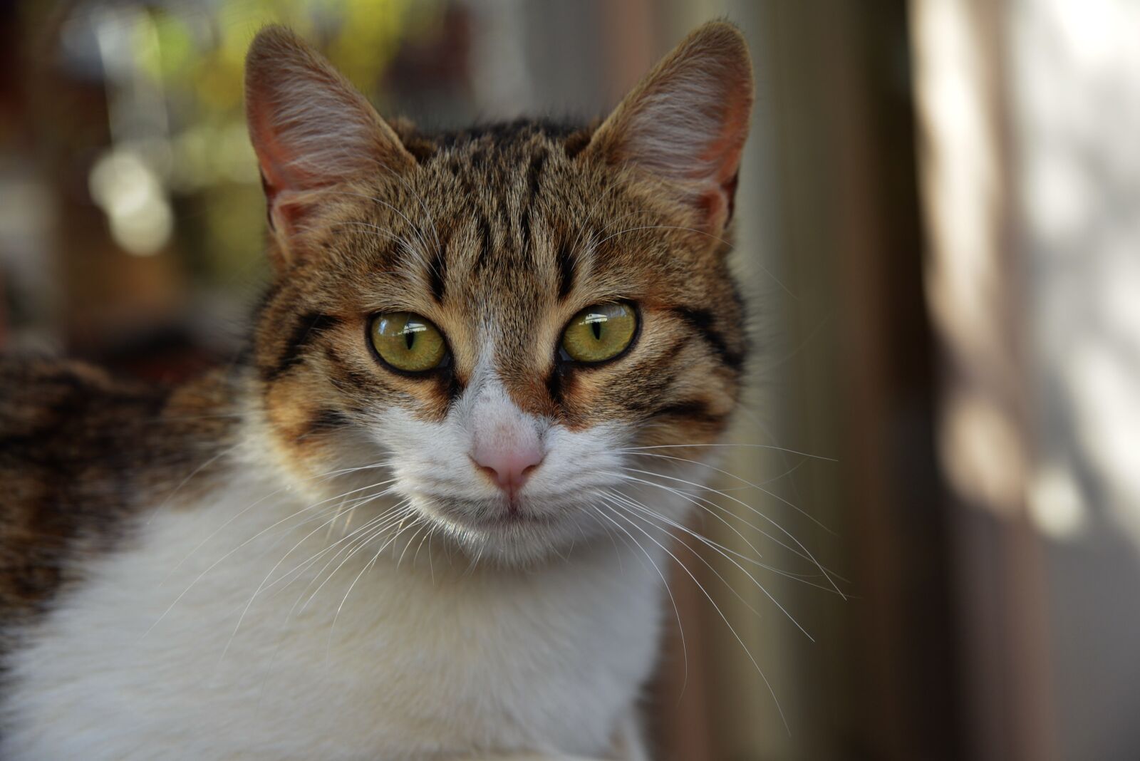 Nikon D800 sample photo. Cat, little cat, whiskers photography