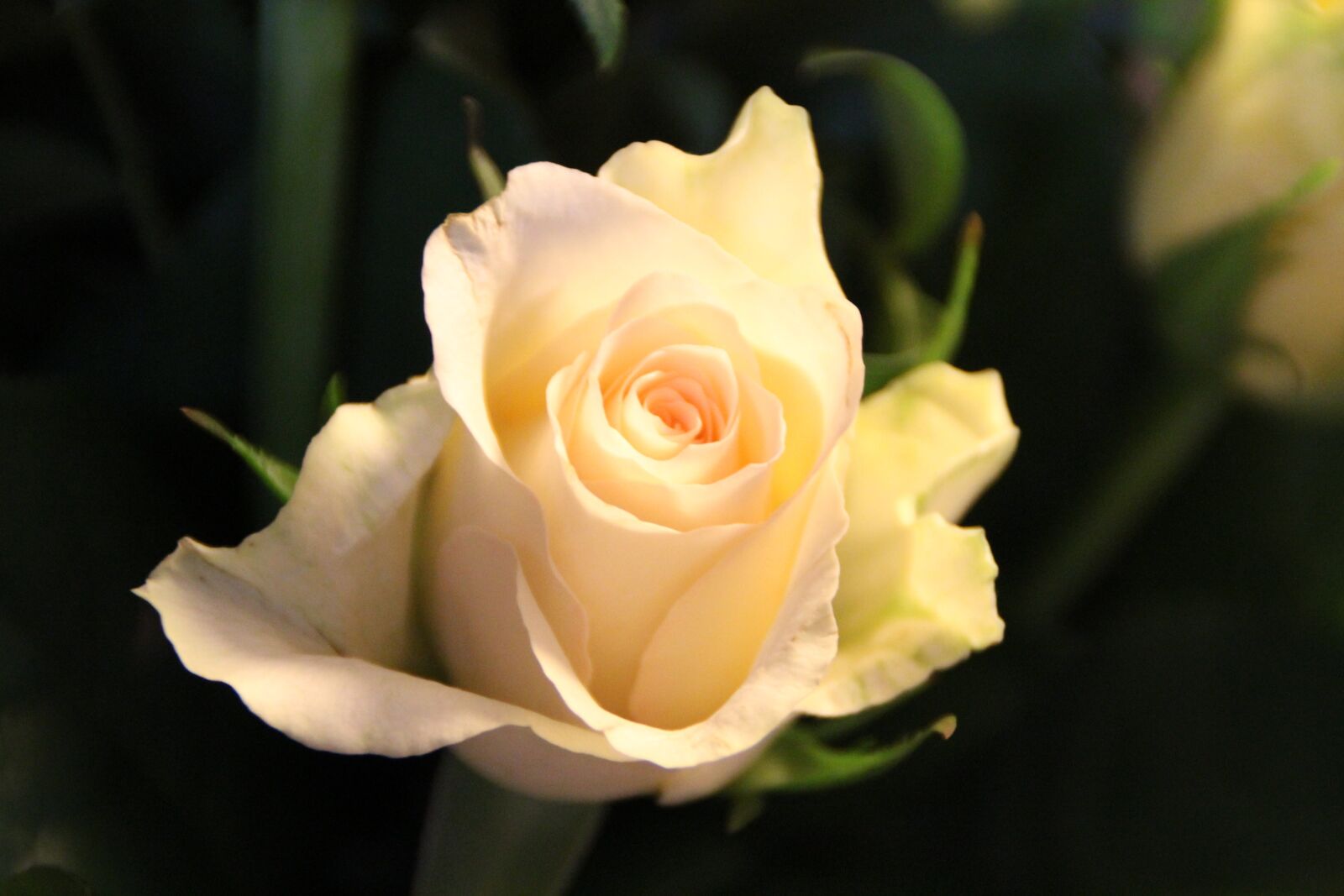 Canon EOS 1200D (EOS Rebel T5 / EOS Kiss X70 / EOS Hi) sample photo. Rose, blossom, bloom photography