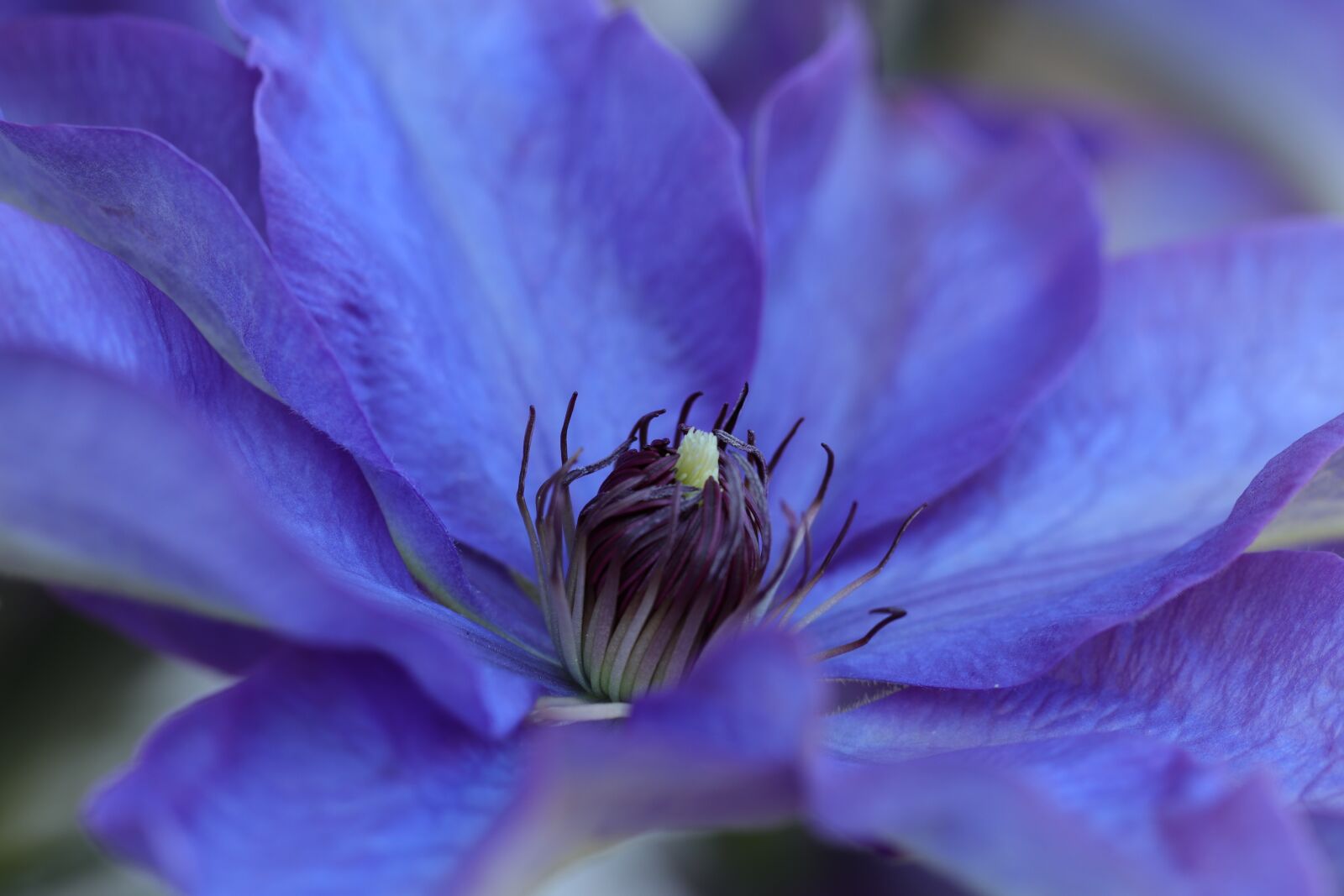 Canon EF 100mm F2.8L Macro IS USM sample photo. Clematis, the president, flower photography