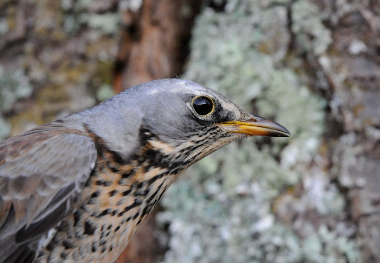 Nikon D300S sample photo. Bird, thrush, orchard photography