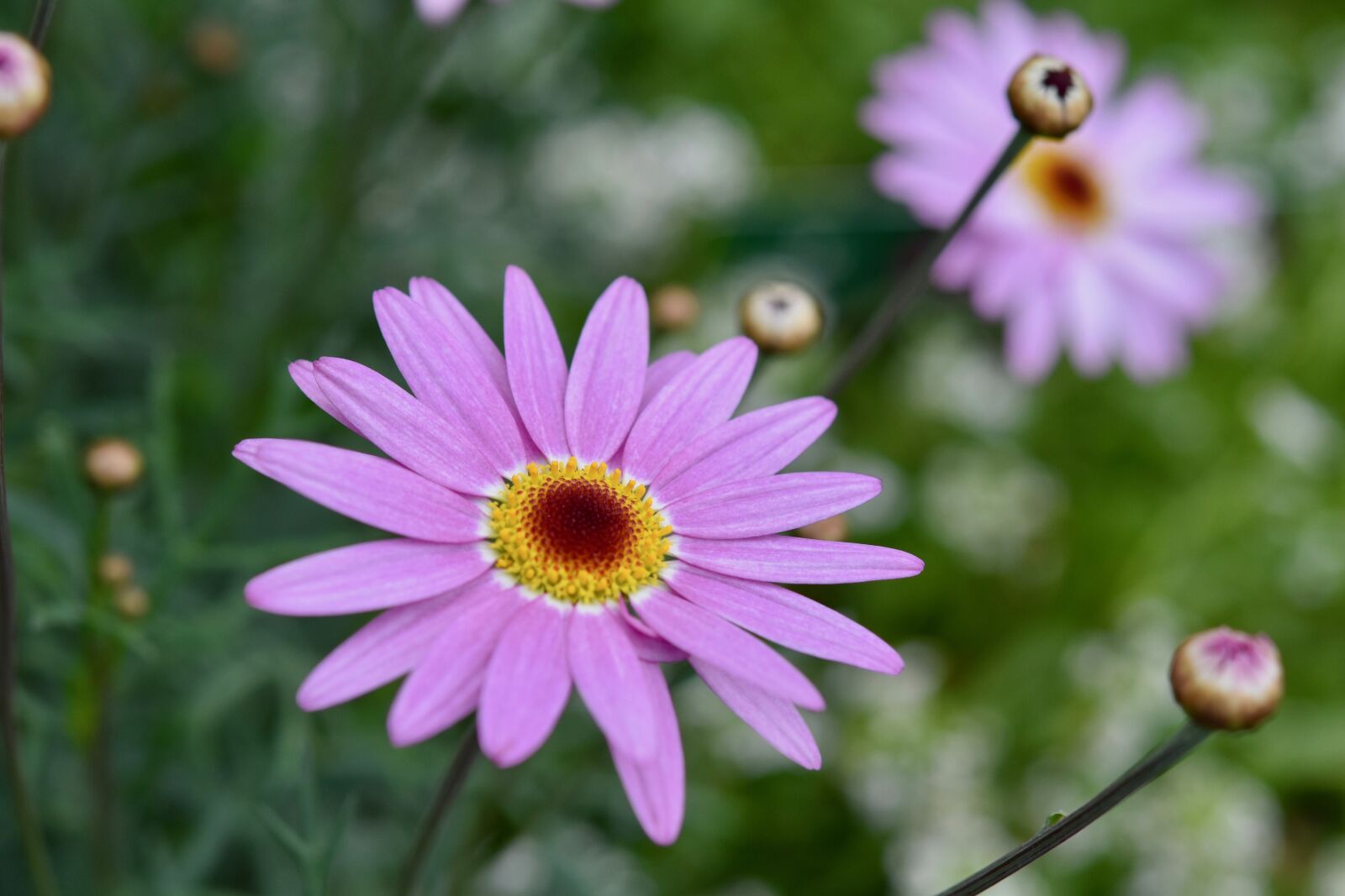 Nikon D5600 sample photo. Flowers, flower, flower color photography