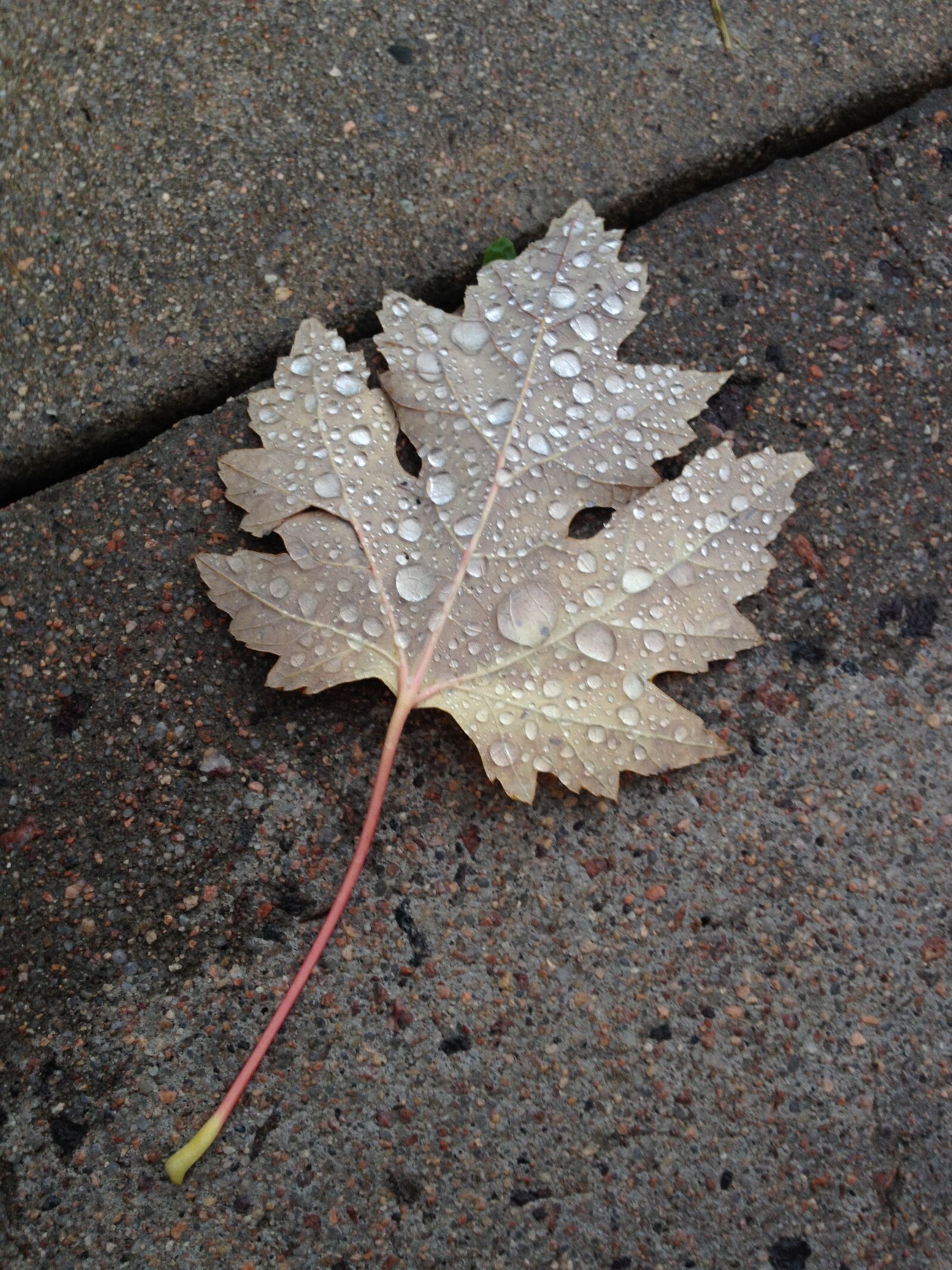 iPhone 4S back camera 4.28mm f/2.4 sample photo. Leaf, autumn, nature photography