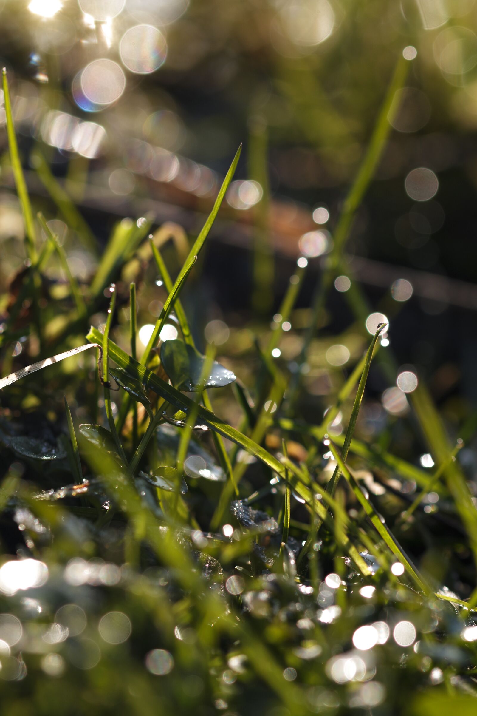 Canon EOS 70D sample photo. Grass, dew, drip photography
