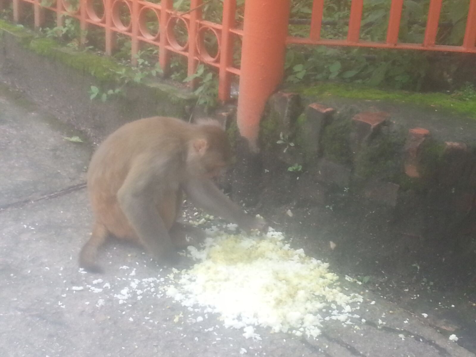 Samsung Galaxy S3 sample photo. Monkey, eating, rice photography