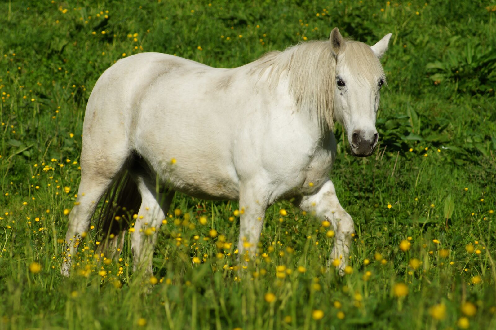 Sony SLT-A58 sample photo. White, horse, animal photography