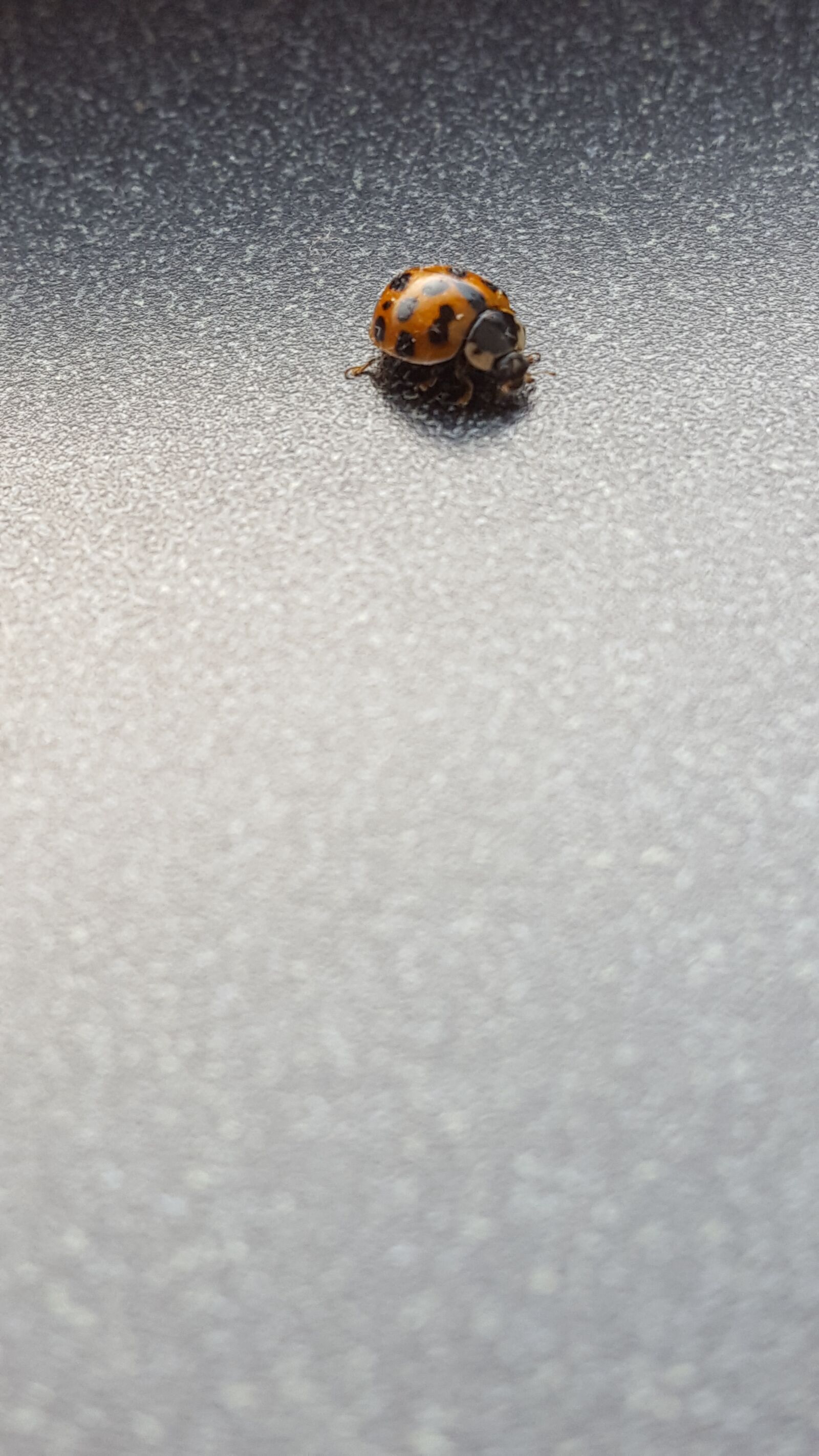Samsung Galaxy S6 sample photo. Ladybug, bug, insect photography