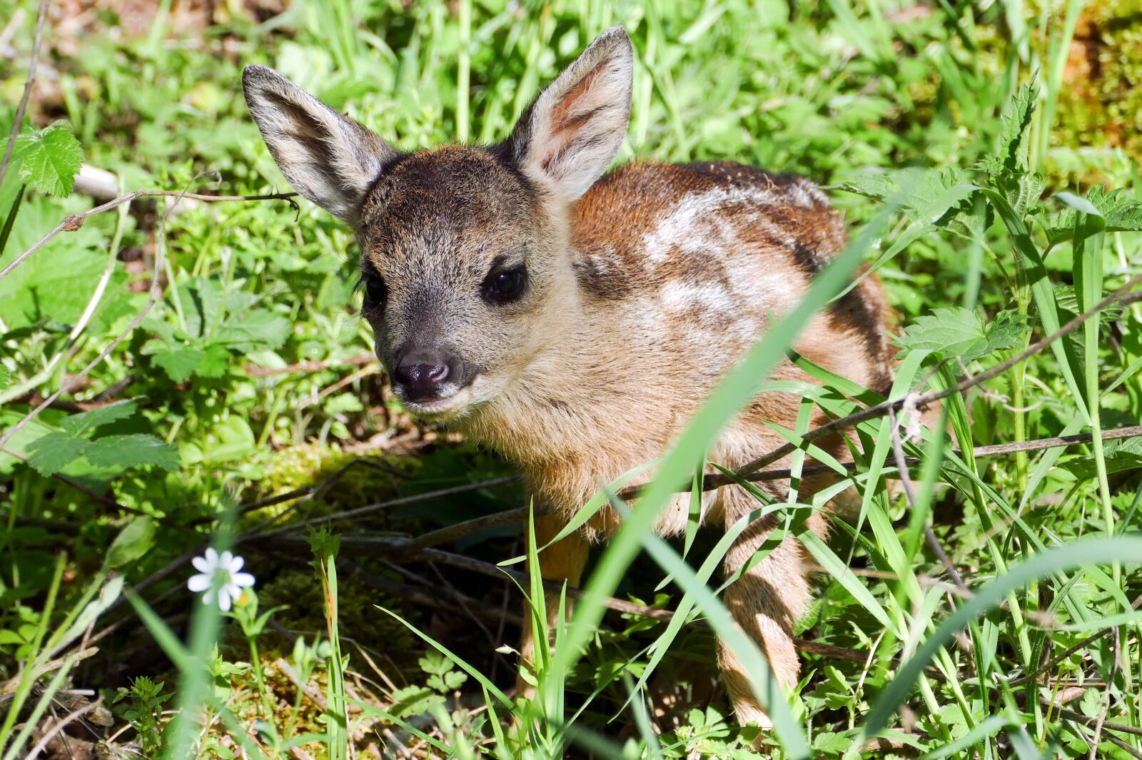 Panasonic Lumix DMC-FZ1000 sample photo. Fawn, roe deer, young photography