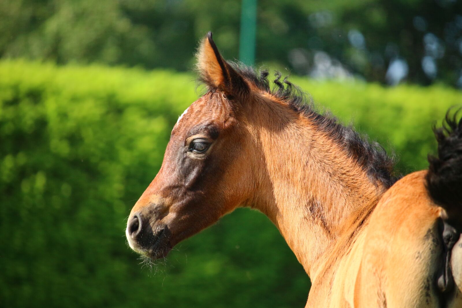 Canon EOS 100D (EOS Rebel SL1 / EOS Kiss X7) sample photo. Horse, foal, brown mold photography