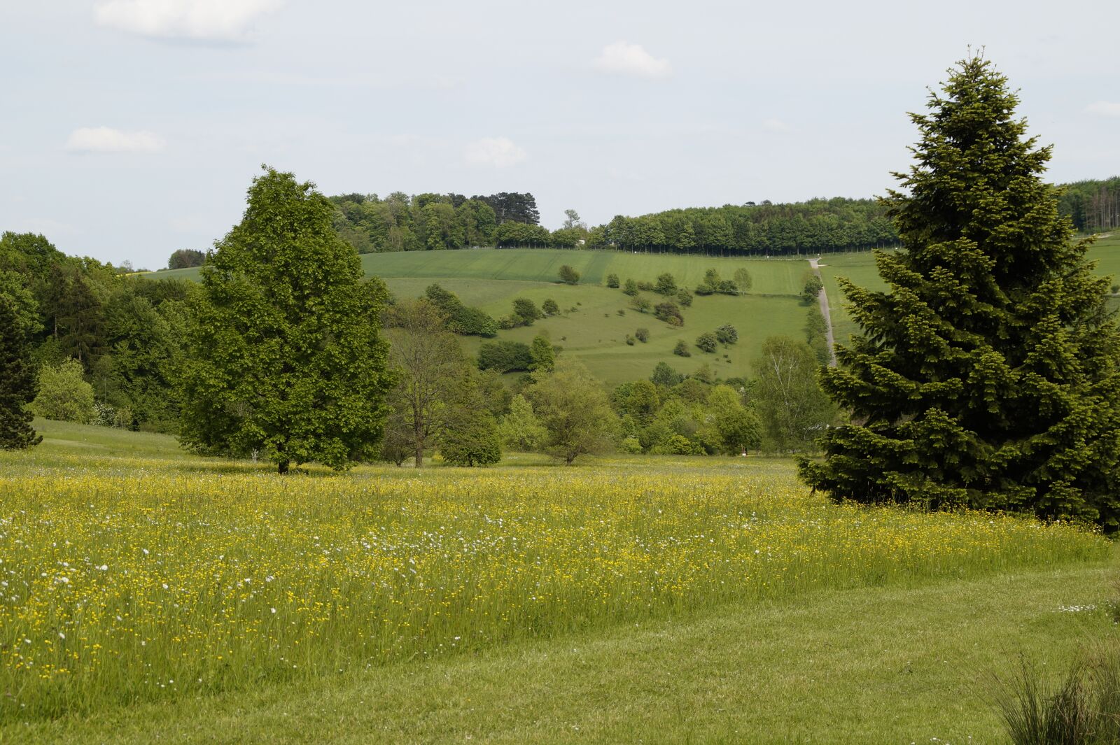 Sony SLT-A58 sample photo. Landscape, spring, sweet photography