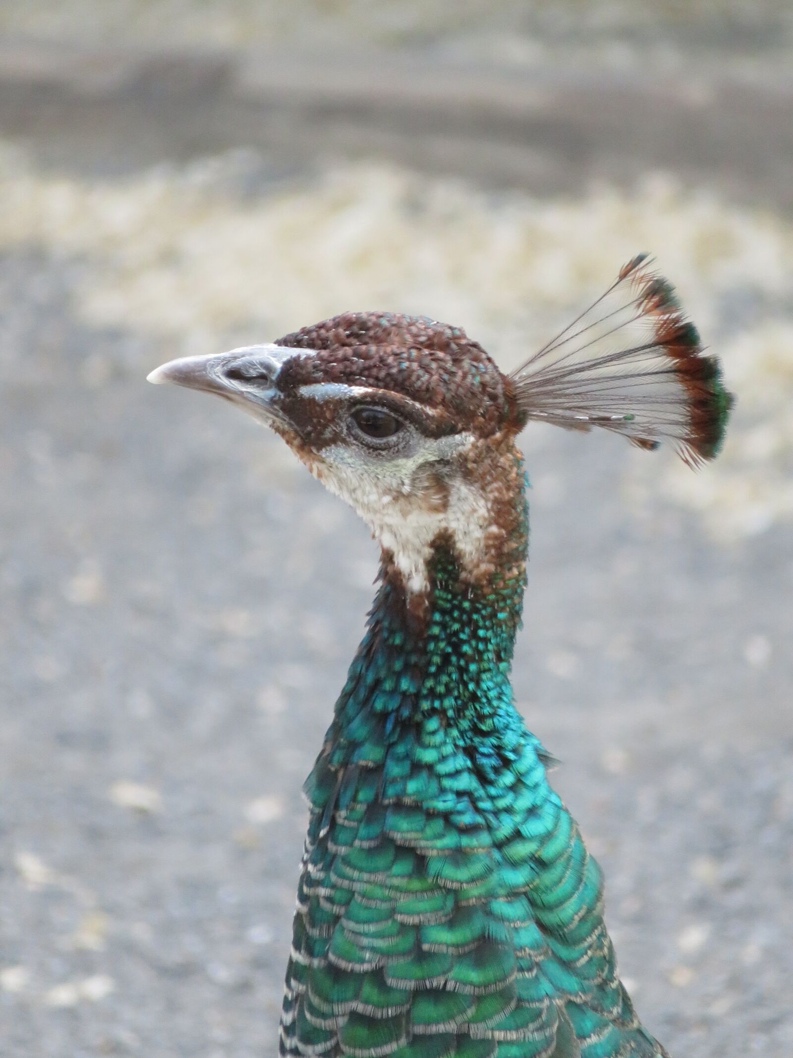Canon PowerShot SX720 HS sample photo. Peacock, bird, feather photography
