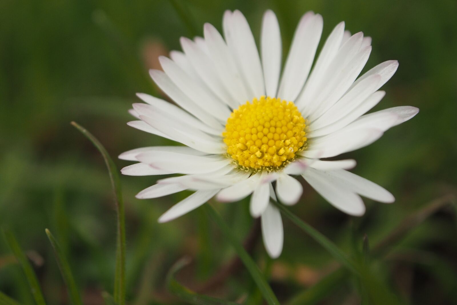Olympus OM-D E-M10 + OLYMPUS M.12-50mm F3.5-6.3 sample photo. Daisy, flower, nature photography