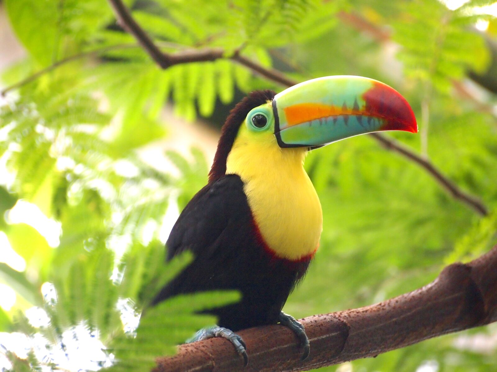 Olympus PEN E-PL2 sample photo. Toucan, bird, nature photography