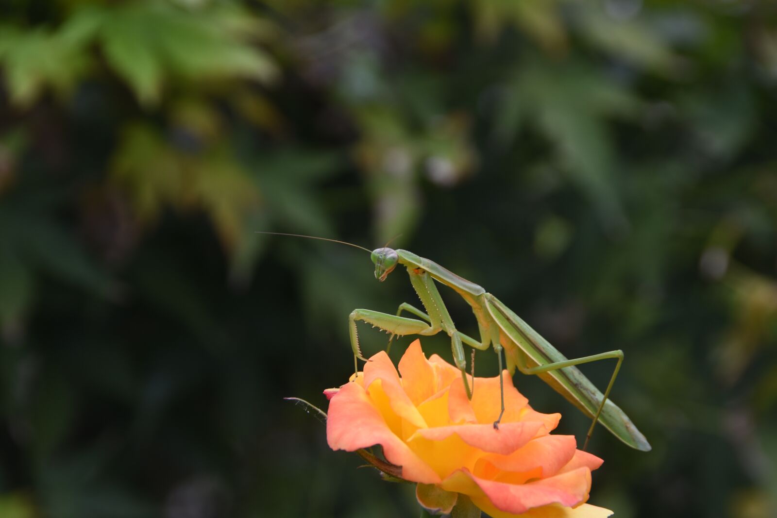Nikon D7200 sample photo. Insects, mantis, nature photography