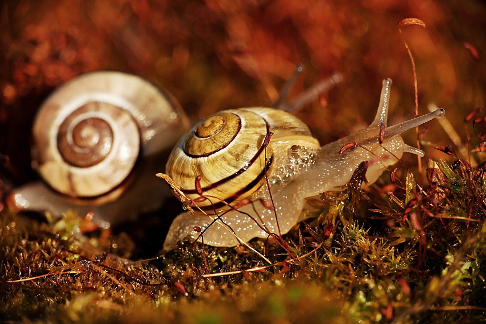 Panasonic Lumix DMC-FZ1000 sample photo. Snails, mollusks, animals photography