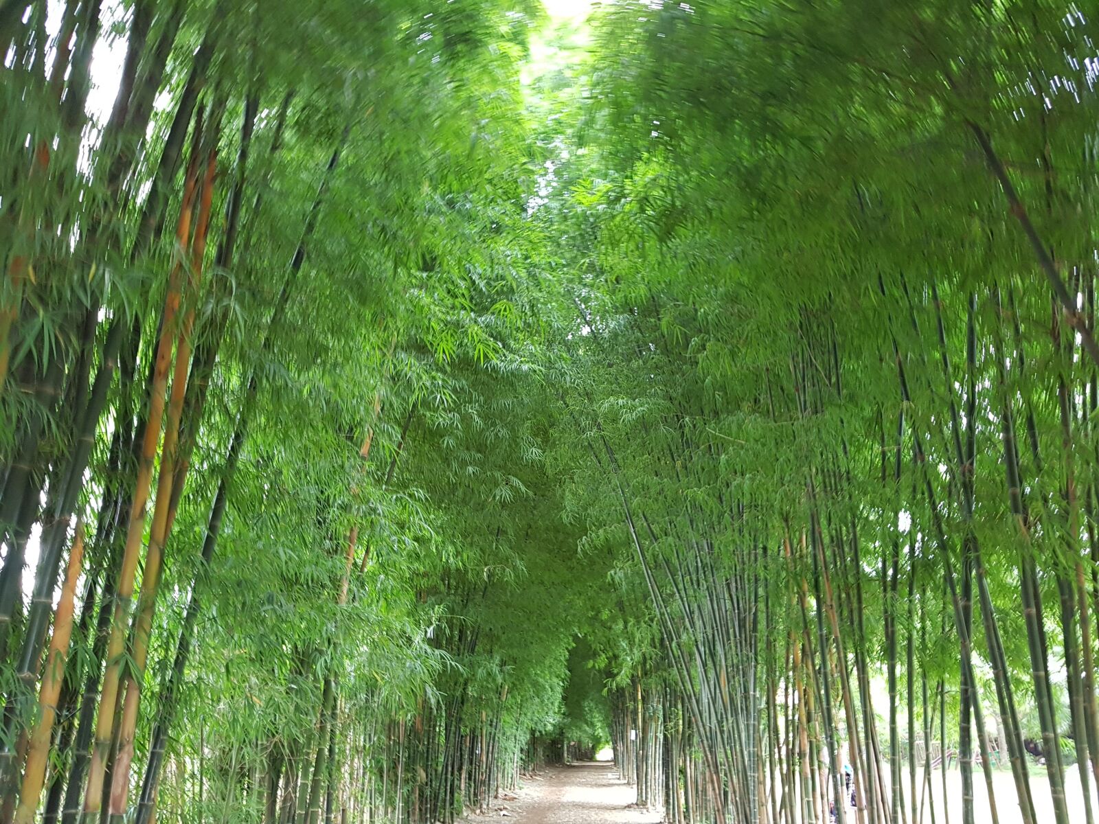 Samsung Galaxy Note Fan Edition sample photo. Road, bamboo, vietnam photography