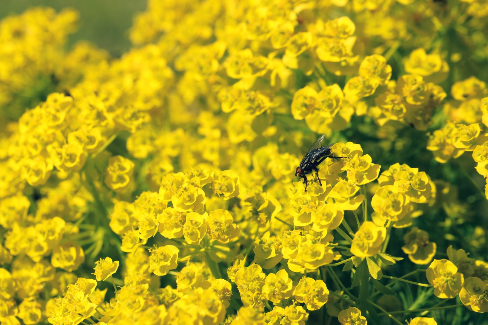 Canon EOS R sample photo. Fly, insect, wings photography