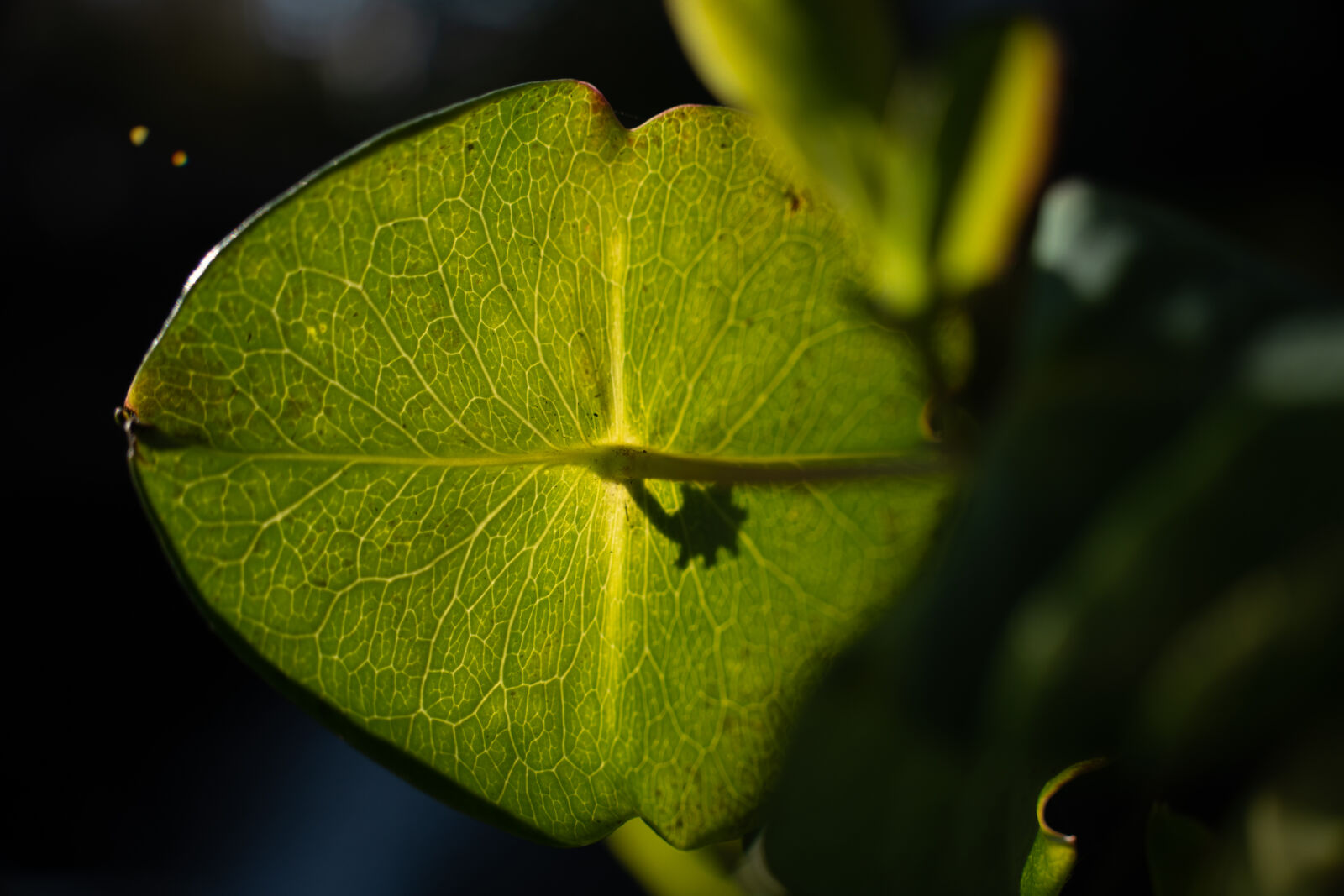 Sony a7R IV + Tamron 18-300mm F3.5-6.3 Di III-A VC VXD sample photo. Shadow leaves photography