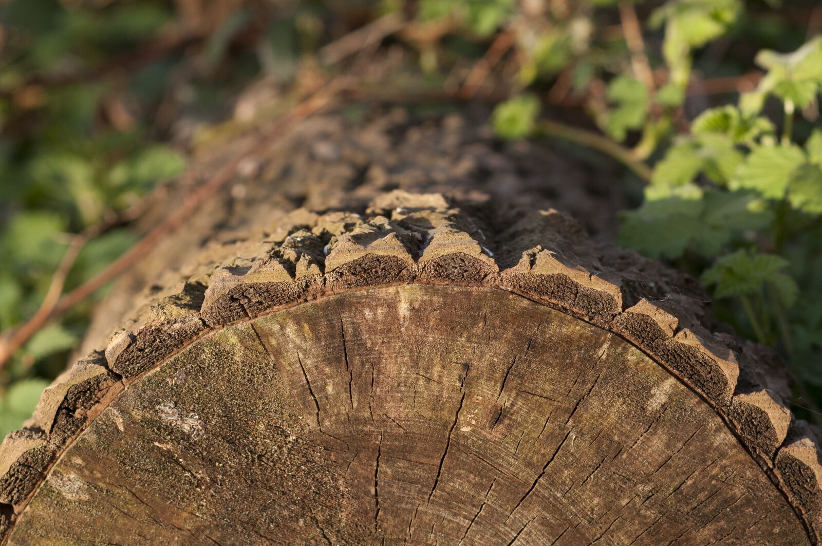 Nikon D300 sample photo. Tree, stump, tribe photography