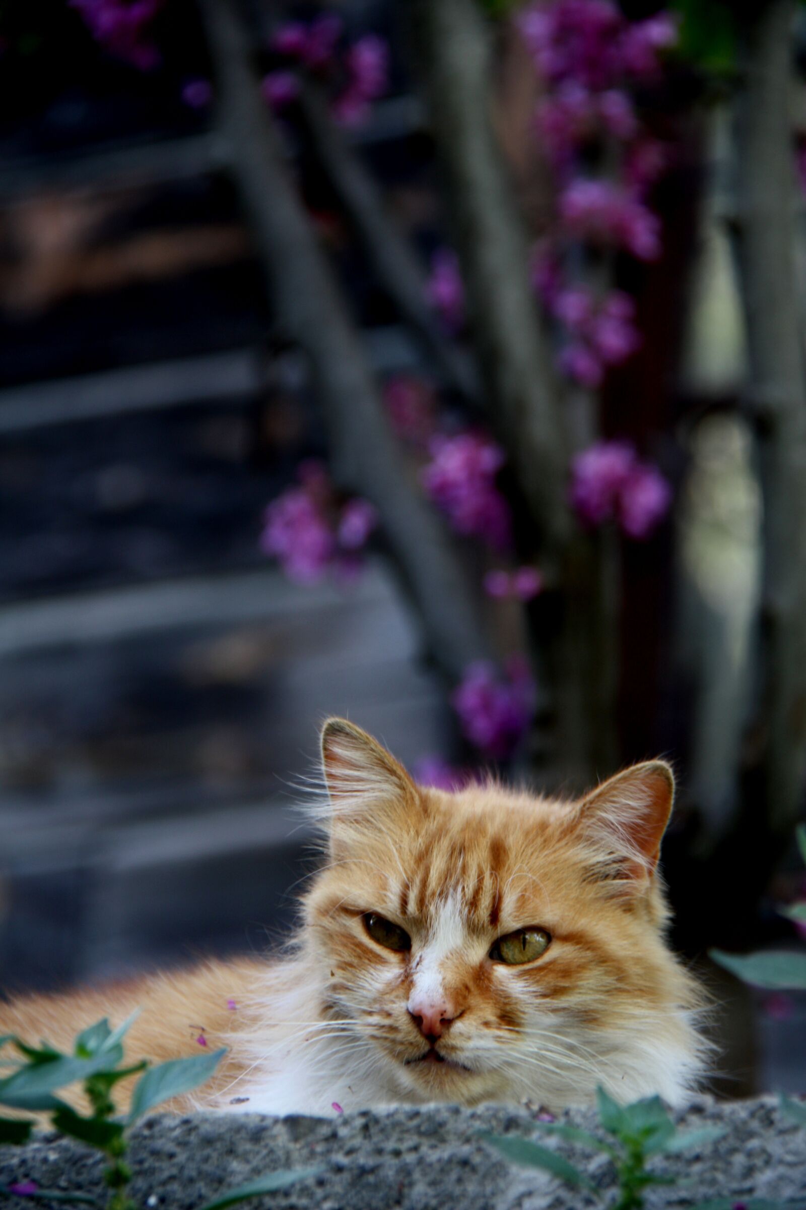 Canon EOS 450D (EOS Rebel XSi / EOS Kiss X2) sample photo. Cat, animal, nature photography