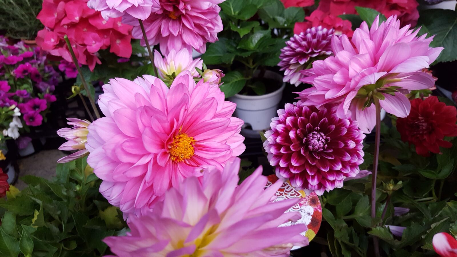 Samsung Galaxy S6 sample photo. Pink, flower, gerdening photography