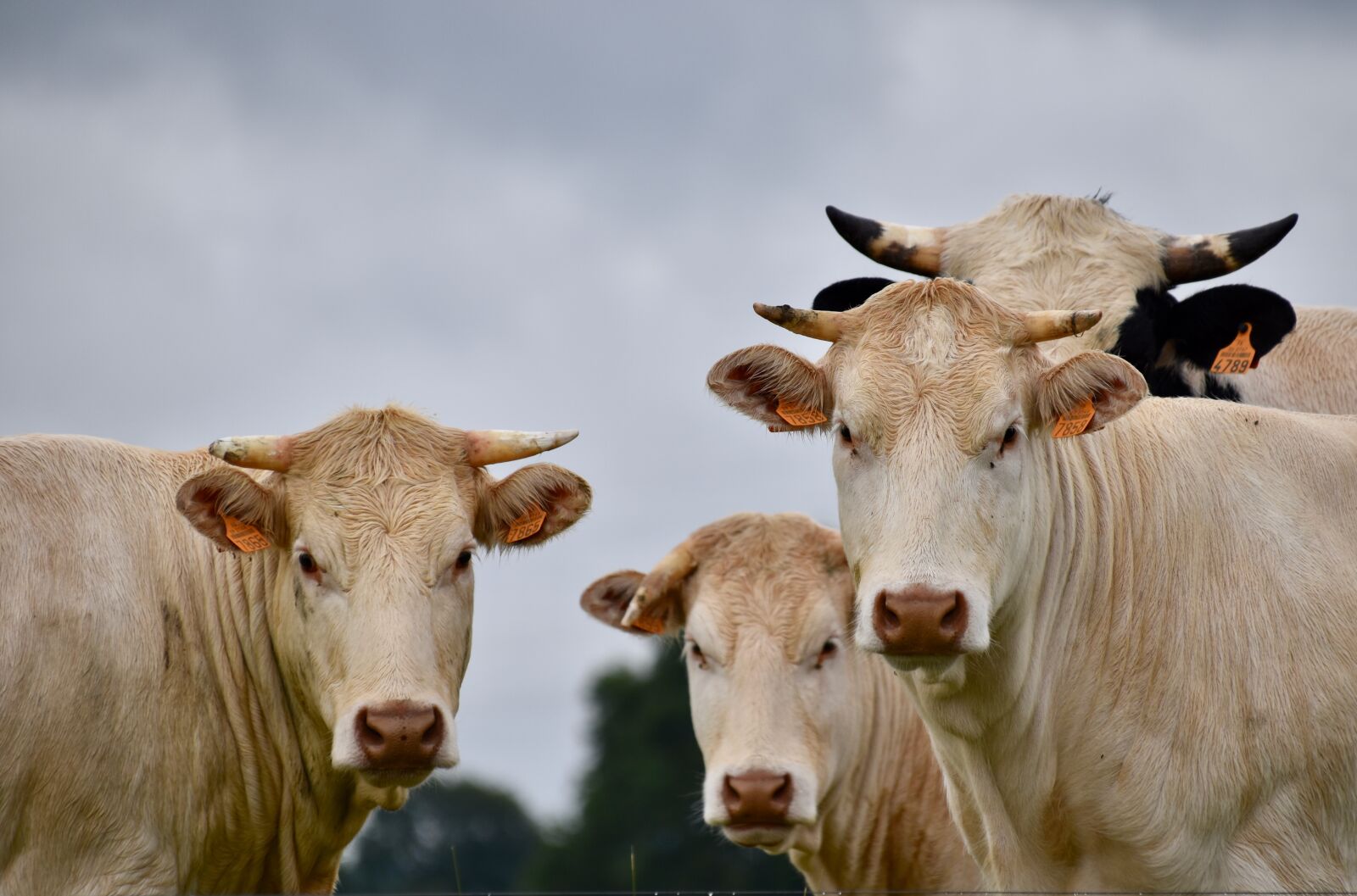 Nikon D5600 sample photo. Cows, milk cows, horned photography