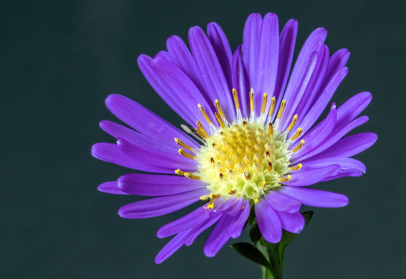 Canon EF 100mm F2.8L Macro IS USM sample photo. Flower, garden, nature photography