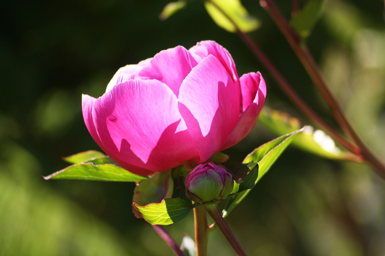 Canon EOS 1000D (EOS Digital Rebel XS / EOS Kiss F) sample photo. Flower, flora, nature photography