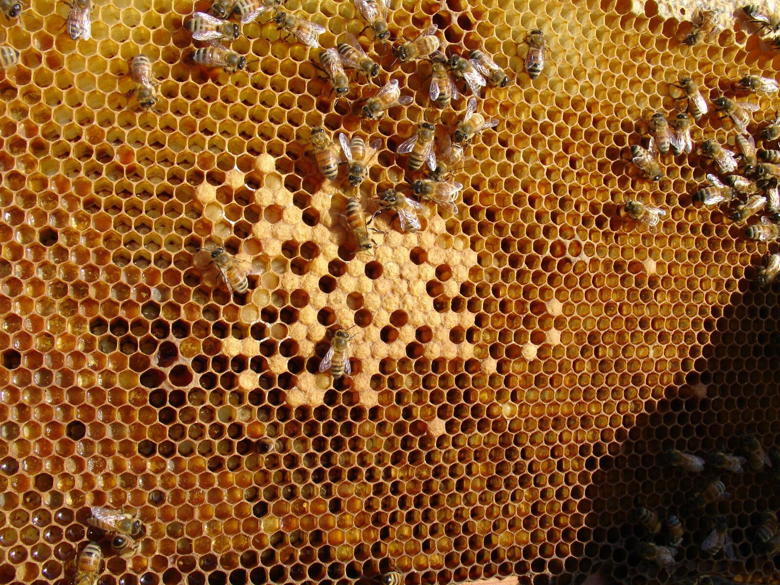 Sony DSC-V3 sample photo. Bee, honeycomb, folks ' photography