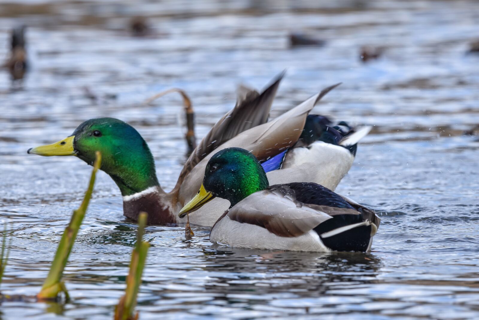 Nikon D7200 sample photo. Animal, pond, water photography