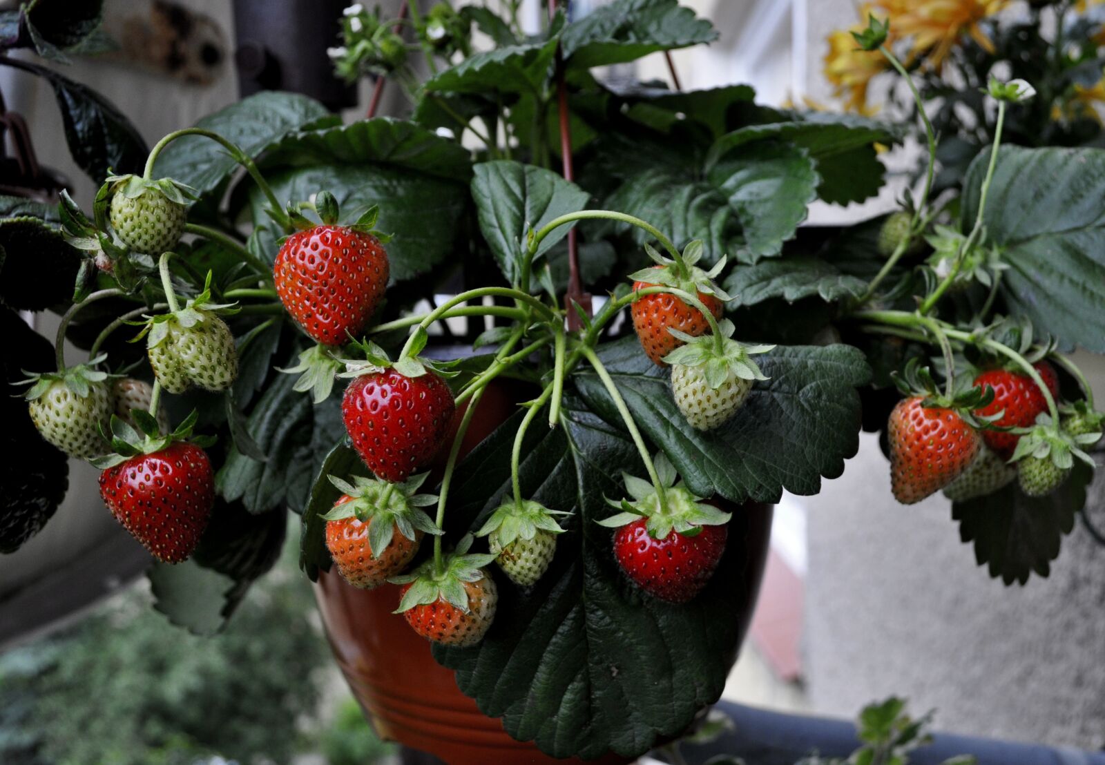 Nikon D5000 sample photo. Fruit, strawberries, leaf photography